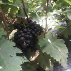 玫瑰香葡萄园。