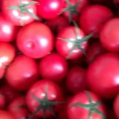 精品西红柿，大量上市