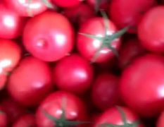 精品西红柿，大量上市