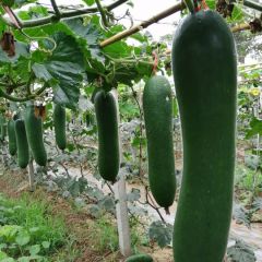 黑皮铁心架冬瓜，合作第一，价位第二