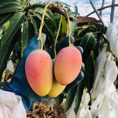 攀枝花市自己果园芒果