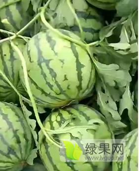 8424西瓜价格