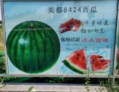 美都西瓜，口感绝对