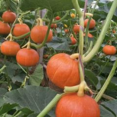 黄金瓜。个头整齐颜色深红。