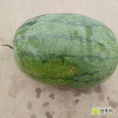 北淤疃西瓜专业合作社西瓜交易市场