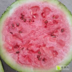 河北广宗自根苗西瓜