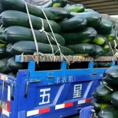 郯城冬瓜绿色无公害,红花张永峰诚信合作