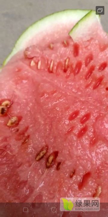 8424西瓜价格