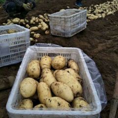 小土豆承载新希望!!