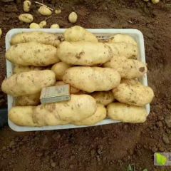 昌邑优质荷兰土豆已大量上市