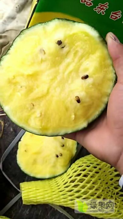 特小凤价格