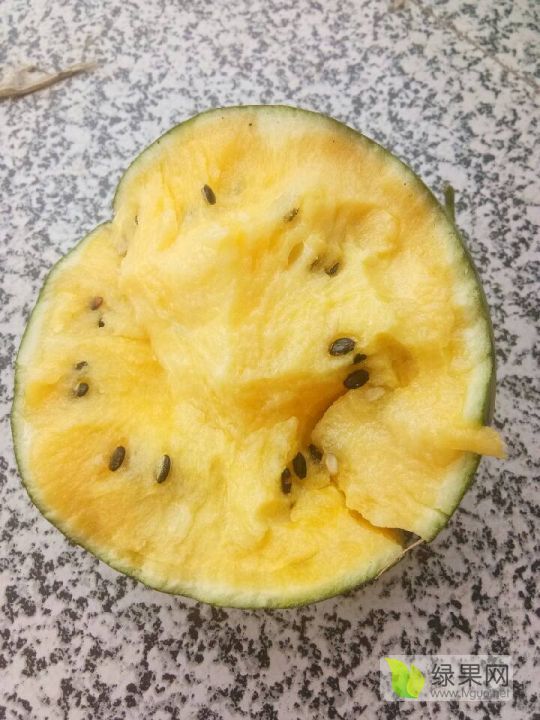 特小凤价格