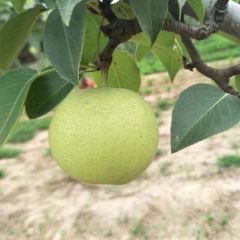 冠县绿宝石（青皮梨）大量上市！