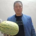 开封西瓜代办
