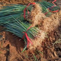 坊子大葱 常年生产大葱，葱苗