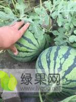 2019年江苏东台8424西瓜价格