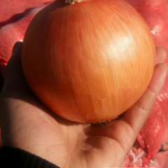 洋葱种植人，八月到十一月洋葱大量上市。