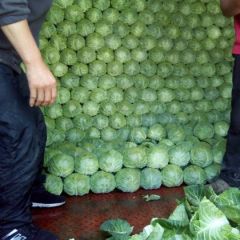 中甘21质量好颜色绿