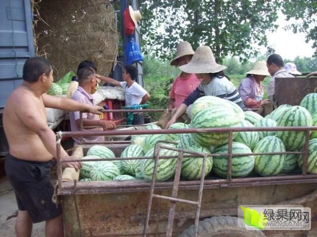 冠龙价格