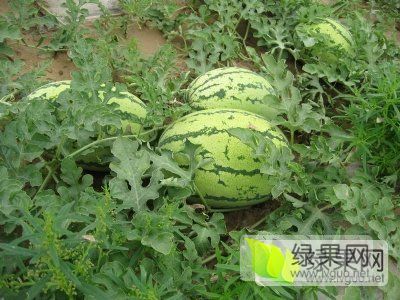 冠龙价格