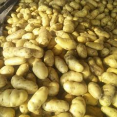 荷兰十五土豆诚信合作