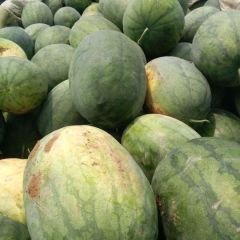 河北省沧州市献县高品质西瓜大量上市