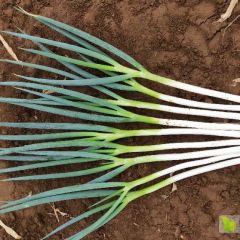 新野铁杆大葱晚葱大量供应