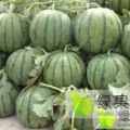 8424/美都头茬瓜上市，价格便宜欢迎来电咨询