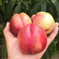 油桃46-28量大走起