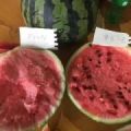 本人做西瓜辣椒大蒜代收代发