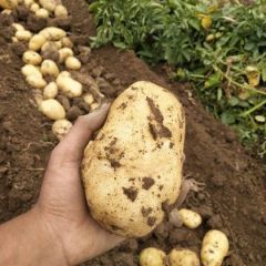 河北保定土豆地膜露天土豆大量上市荷兰十五