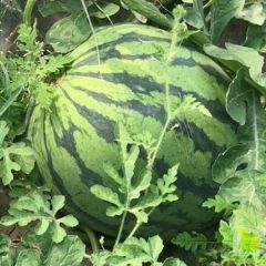 在崇信锦屏野雀村有几百亩西瓜即将成熟