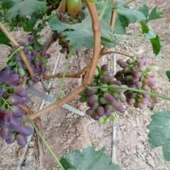 西昌克伦生葡萄预售