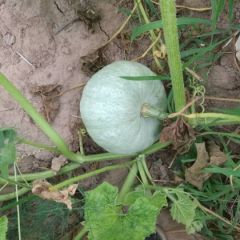 银栗南瓜即将上市，有要的老板联系