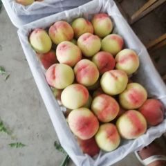 美脆、双田早生、韩国有名大量上市