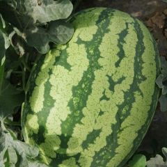 陕西大荔时令水果