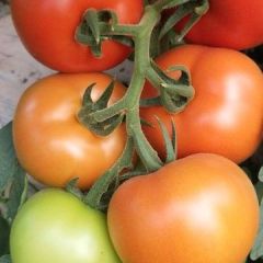 优质大红硬果上市了，寻合作伙伴