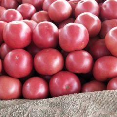 西红柿.杨朋飞精品蔬菜行