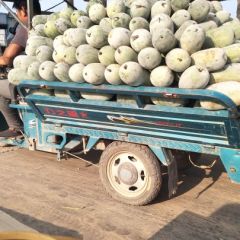 水果冬瓜量大便宜，欢迎前来收购