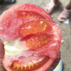 中牟县韩寺镇西红柿大量上市中，价格美丽