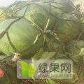 西瓜大量上市