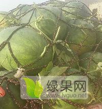 西瓜大量上市