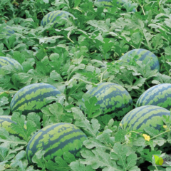 超甜霸王西瓜，特大抗裂，耐运，价格便宜