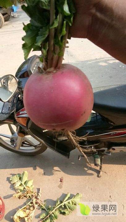 供应:河北省唐山乐亭大量供应红灯笼萝卜