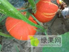 供应：本人大量代收辽宁996亩黄金二号南瓜
