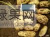 凌海新土豆 荷兰8土豆大量供应中，辽宁土豆