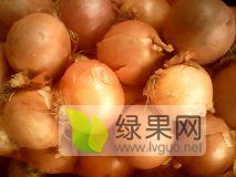 供应;辽宁凌海黄皮托塔那，红博，红美 一条龙服务