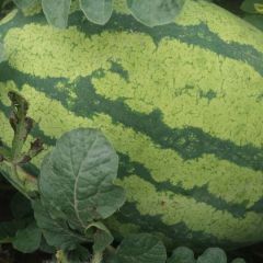 陕西省大荔县西瓜成熟，大量供应