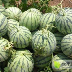 河南周口太康8424西瓜，一条龙服务，15年老店