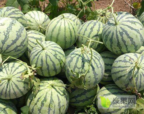 2019年河南太康8424西瓜价格